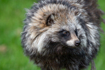 Close-up Tanuki Japanese Raccoon Dog