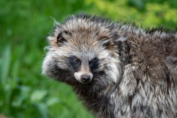 Close-up Tanuki Japanese Raccoon Dog