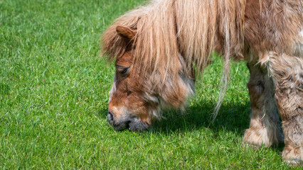 Naklejka na ściany i meble Shetland Pony Grazing on Grass