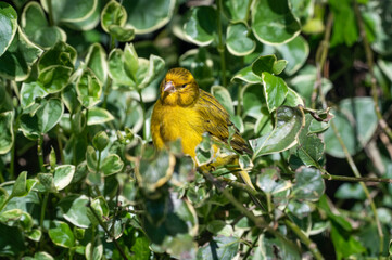Yellow Canary Perched in a Bush