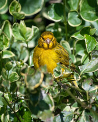 Yellow Canary Perched in a Bush