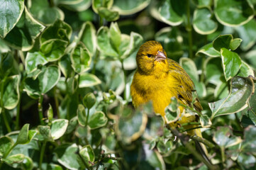 Yellow Canary Perched in a Bush