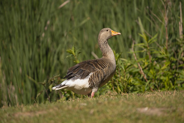 Naklejka na ściany i meble Greylag goose or graylag goose - Anser anser on ground with green background. Photo from Milicz Ponds in Poland.