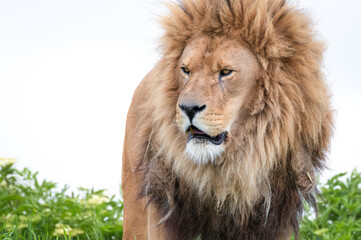 Fototapeta na wymiar Male Lion Standing on Grass