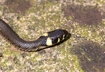 a close-up with the head of a grass snake Natrix natrix