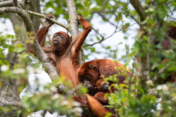 Obraz premium Young Red Howler Monkey Playing in a Tree