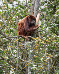 Close-Up Red Howler Monkey Sitting in a Tree