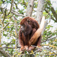 Close-Up Red Howler Monkey Sitting in a Tree