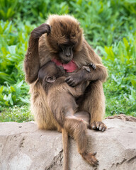 Adult Male Gelada Monkey Sitting on a Rock Feeding its baby