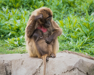 Adult Male Gelada Monkey Sitting on a Rock Feeding its baby