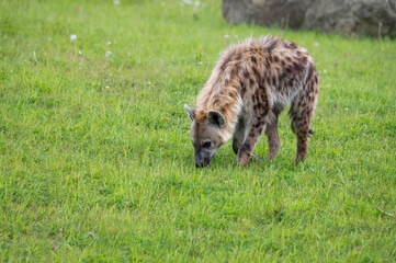 Spotted Hyhena Standing on Grass