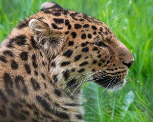 Close-Up Critically Endangered Amur Leopard