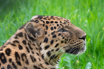 Fototapeta premium Close-Up Critically Endangered Amur Leopard