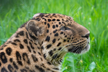 Close-Up Critically Endangered Amur Leopard
