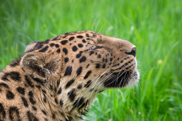 Close-Up Critically Endangered Amur Leopard