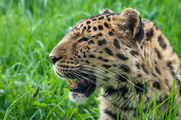 Naklejka premium Close-Up Critically Endangered Amur Leopard