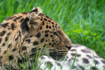 Close-Up Critically Endangered Amur Leopard