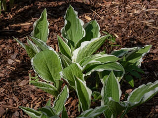 Hosta 'Ginko Craig' growing in the garden with narrow, deep green leaves with white, irregular margins that forms a low mound of foliage