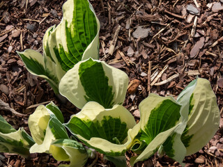 Plantain lily (hosta) 'Patriot' with ovate-shaped, satiny, dark green leaves adorned with irregular...