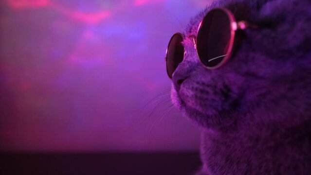 Portrait of a gray cat in fashionable glasses in neon light. A luxurious domestic kitten in glasses 