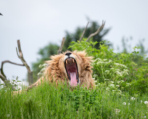 Male Lion Resting on Grass Yawning