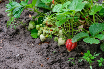 Strawberries in the garden after the rain. Wet soil, dirty berries. Copy space. 