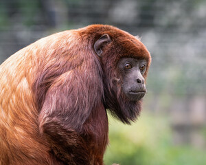 Close-Up Red Howler Monkey Sitting