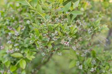 Green blueberry fruits on a bush.