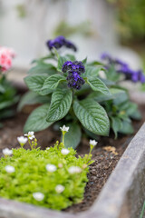 Purple tiny flowers on a potted plant.