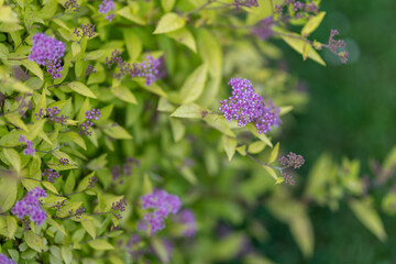 Pink small flowers on an ornamental bush.