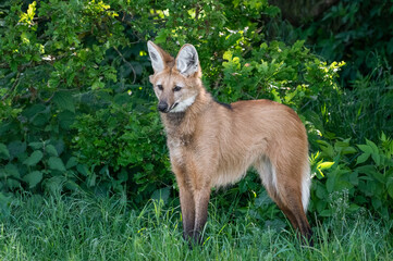 Maned Wolf Standing on Grass
