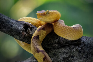 close up of a puniceus pit viper snake