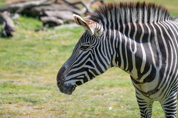 Fototapeta na wymiar Grevys Zebra Standing on Grass