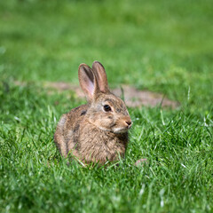 Wild Rabbit Sitting on Grass