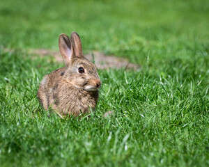 Wild Rabbit Sitting on Grass