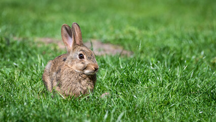 Wild Rabbit Sitting on Grass