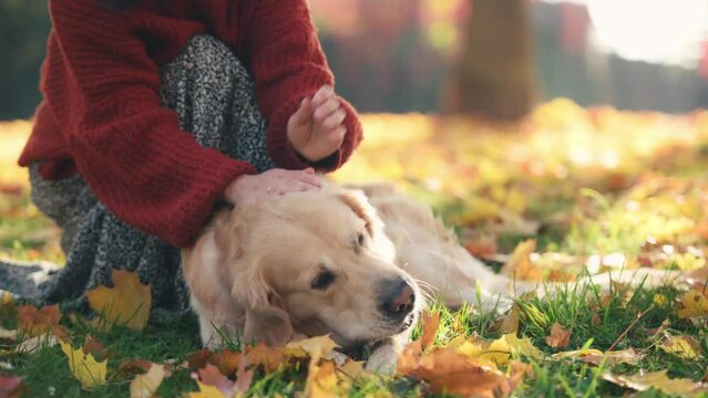 Pretty girl hands petting golden retriever dog in autumn park with yellow leaves. Beautiful young woman with purebred pet doggy labrador biting stick in fall season