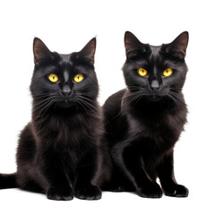 Black Cats , isolated on transparent background, PNG