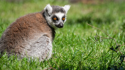 Naklejka na ściany i meble Ring-tailed Lemur feeding on Grass