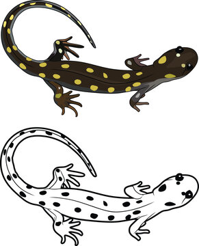 Spotted Salamander , yellow spotted amphibians  vector image
