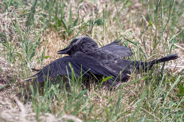 Jackdaw Soaking up the Sun