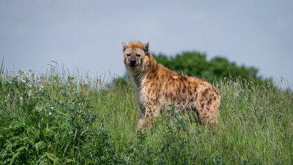 Hyhena Standing in Tall Grass