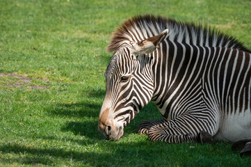 Fototapeta na wymiar Grevy's Zebra Resting on Grass