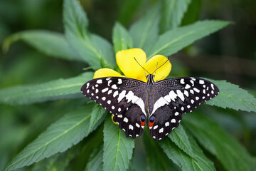 Beautiful Citrus swallowtail or Christmas swallow (Papilio demodocus) tail is resting on yellow flower. Horizontally. 