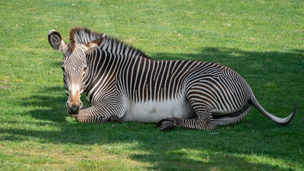 Fototapeta na wymiar Grevy's Zebra Resting on Grass
