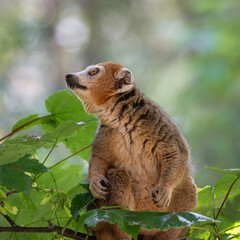 Crowned Lemur Climbing in a Tree