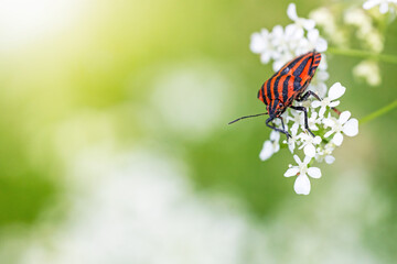 Striped bug (Graphosoma lineatum) is posing on a white flower plant.  There is enough free space for your use on the photo.