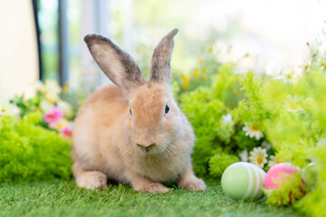 adorable young cute rabbit sitting on green grass in home garden with natural blurred background, rabbit lovely fluffy bunny little pet playing with Easter egg at park on spring summer day.