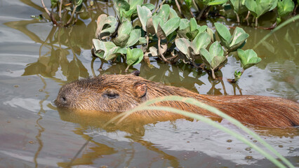 Capybara Floating in Water