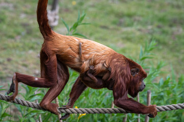 Red Howler Monkey with a Baby